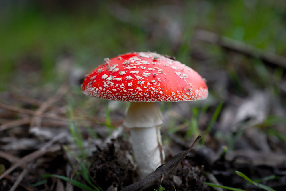 Fliegenpilz